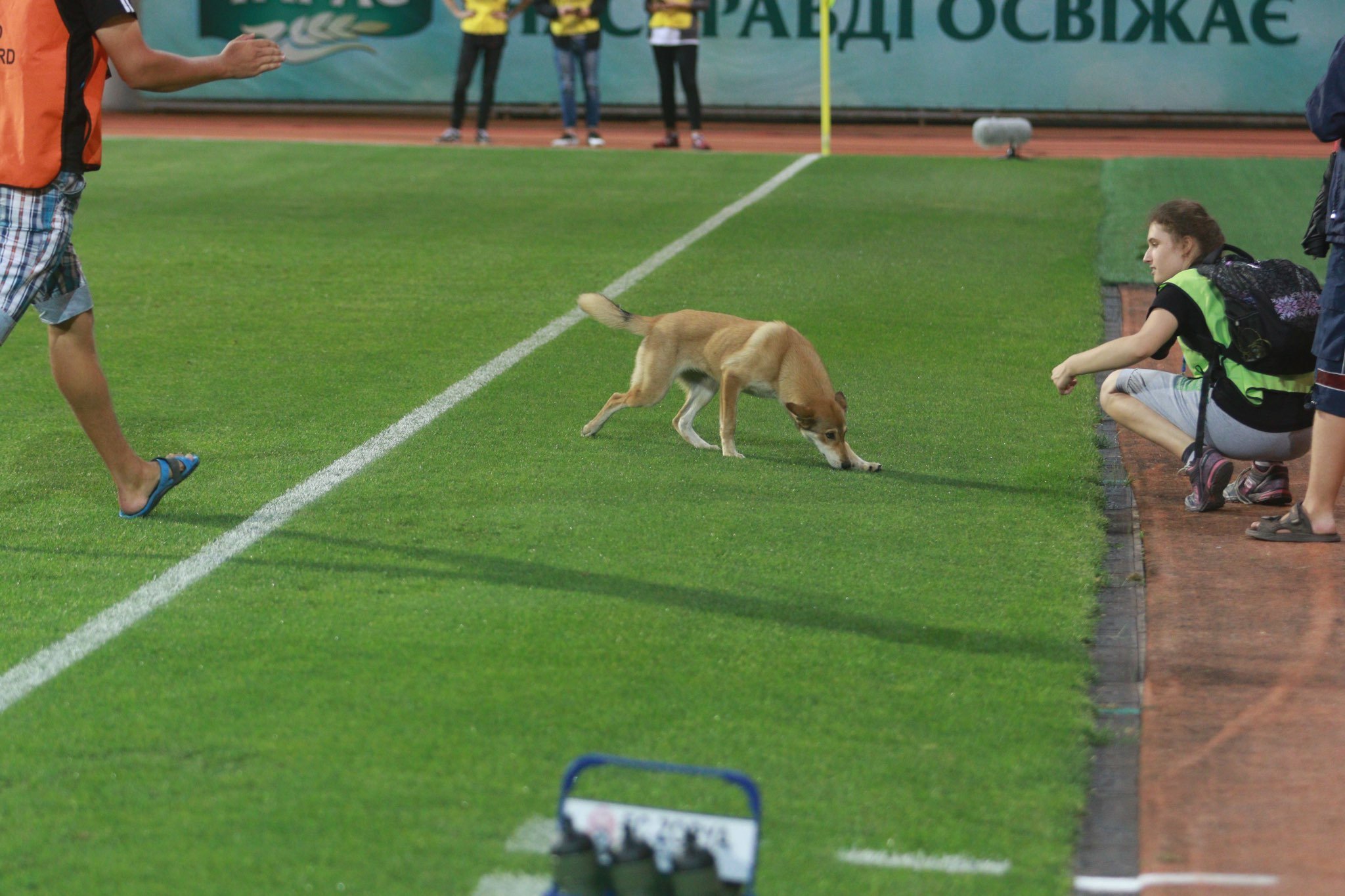 Перед стартом матча Лиги Европы "Заря" - ЦСКА на поле выбежала собака (Фото) - изображение 1