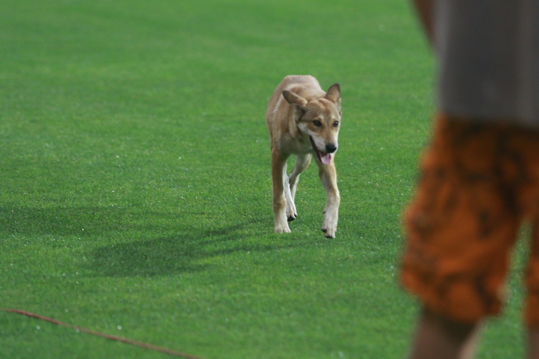 Перед стартом матча Лиги Европы "Заря" - ЦСКА на поле выбежала собака (Фото) - изображение 3