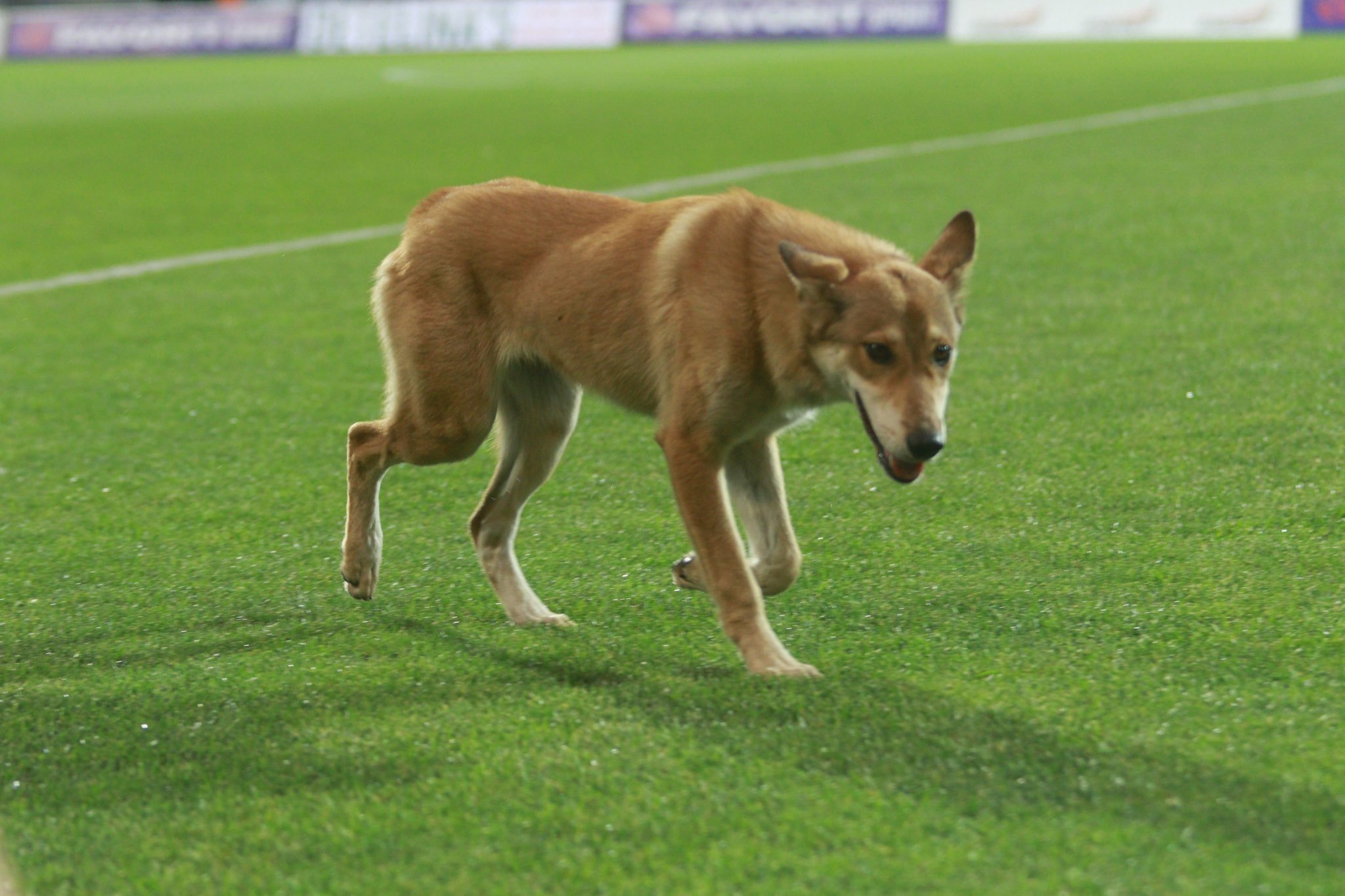 Перед стартом матча Лиги Европы "Заря" - ЦСКА на поле выбежала собака (Фото) - изображение 4